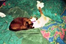 Meoki_0007 * 800 x 534 * (426KB)